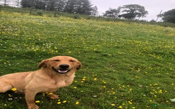 Labrador Retriever dogs for sale: Cracking Female Labrador - Advert 10