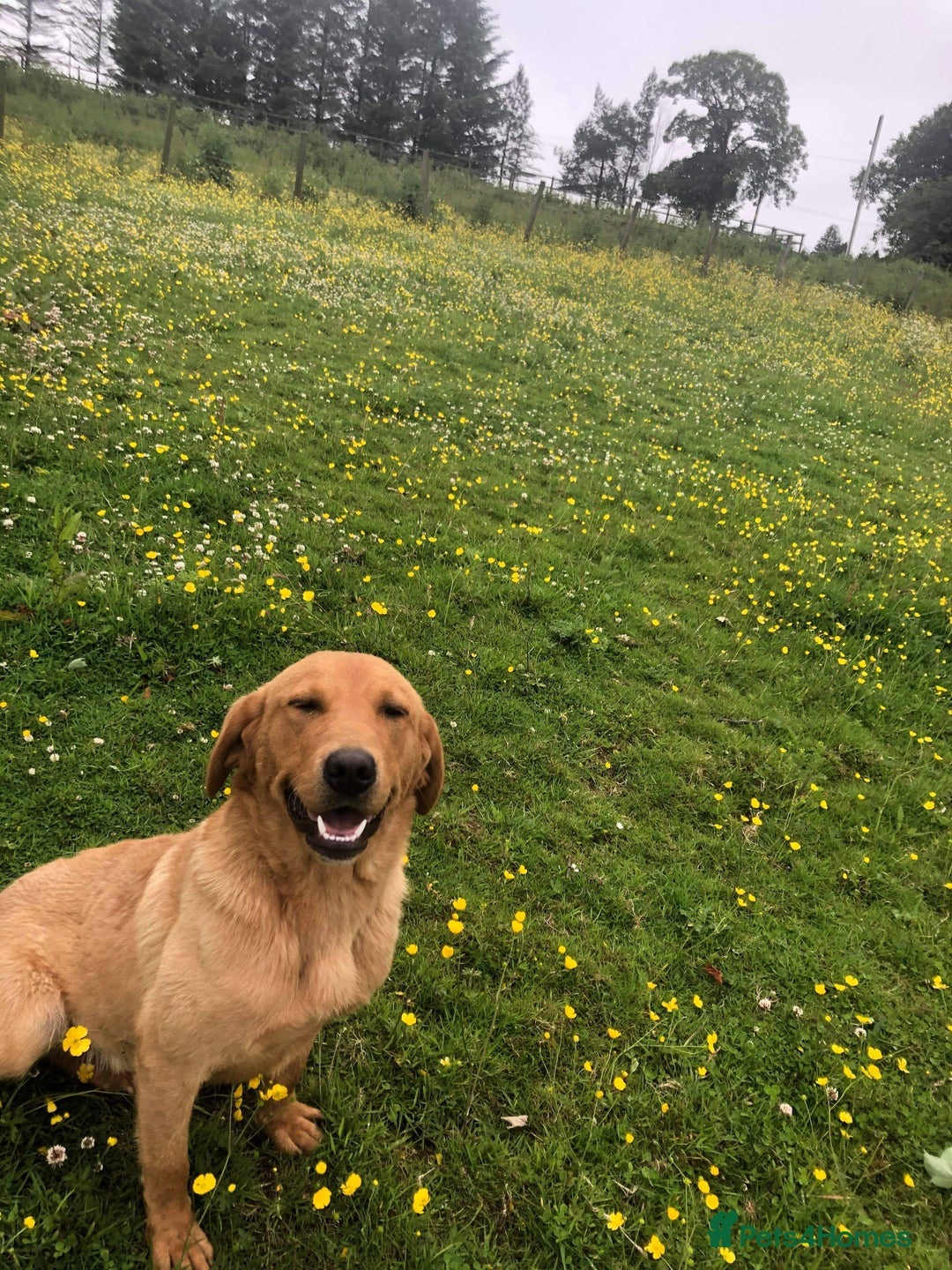Labrador Retriever dogs for sale: Cracking Female Labrador - Advert 10