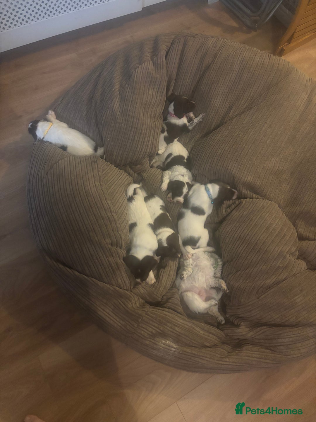 Mixed Breed dogs for sale: Spaniel puppies - Advert 1