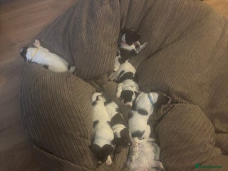 Mixed Breed dogs Spaniel puppies - Advert 2