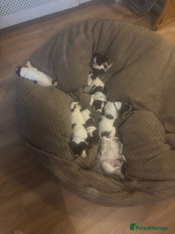 Mixed Breed dogs Spaniel puppies - Advert 1