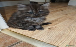 Mixed Breed cats for sale: British long hair cross Ragdoll  - Image 18
