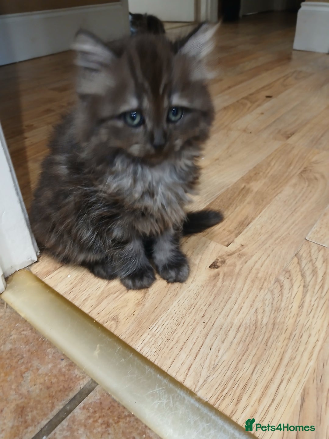 Mixed Breed cats for sale: British long hair cross Ragdoll  - Image 18