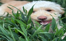 Cockapoo dogs for sale: OUTSTANDING FB1 COCKAPOOS - Image 22