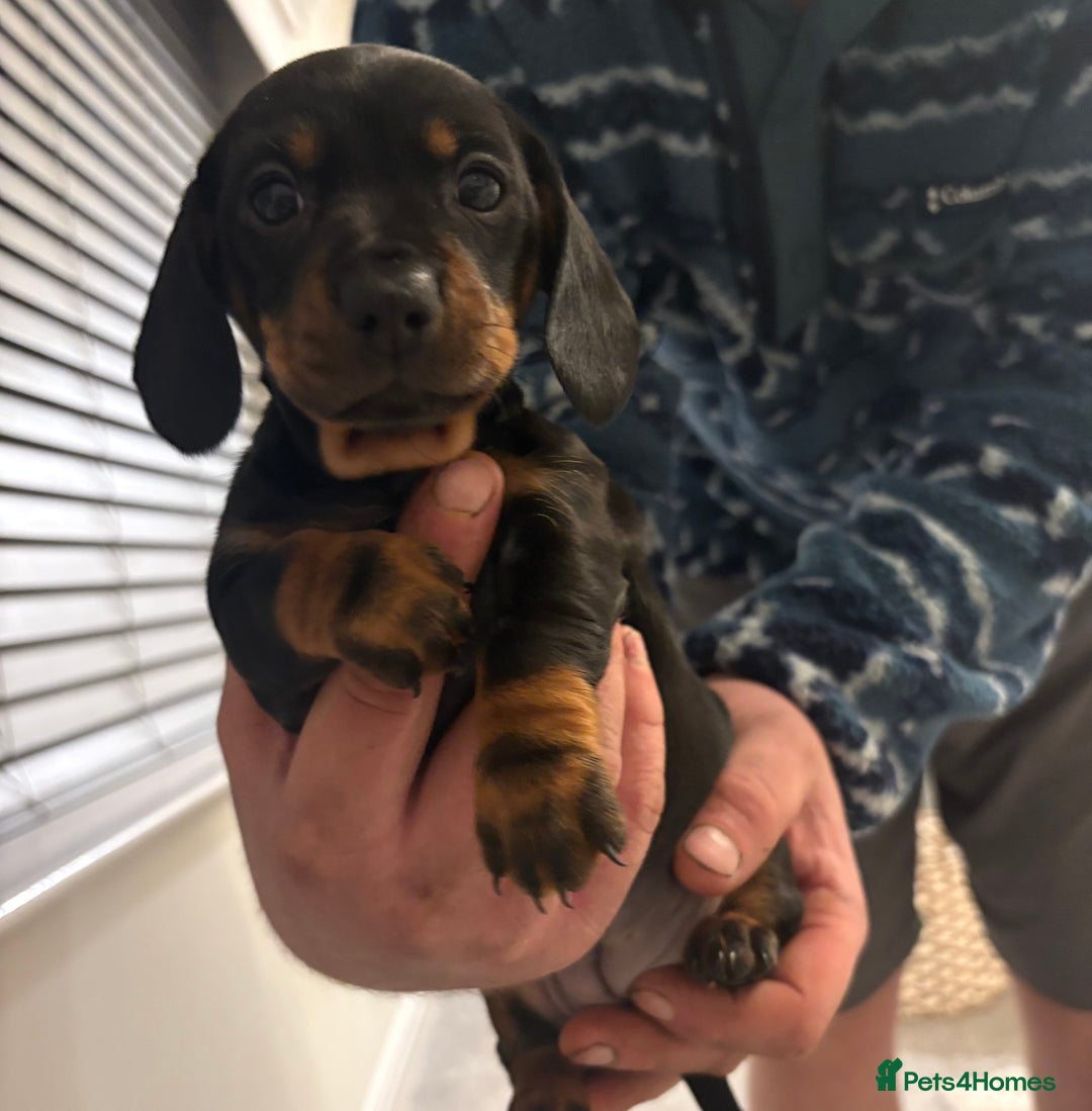 Dachshund dogs for sale: Dachshund puppies.  - Advert 3