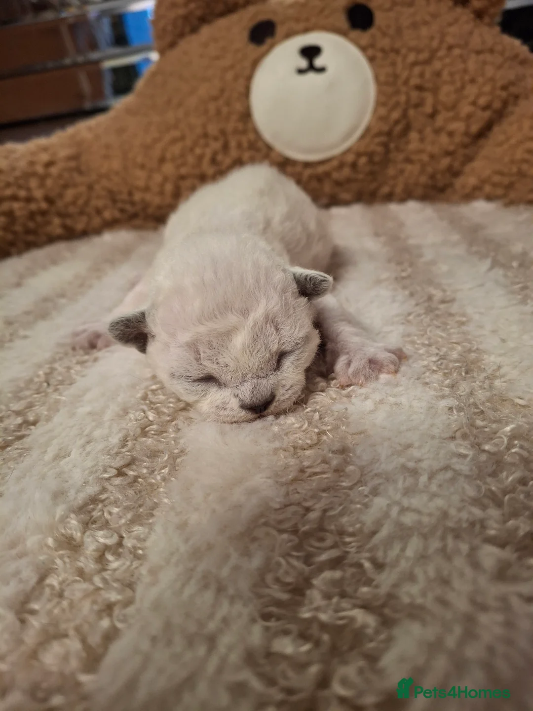 Devon Rex cats for sale: Gorgeous girls Devon FIFE registered - Advert 10