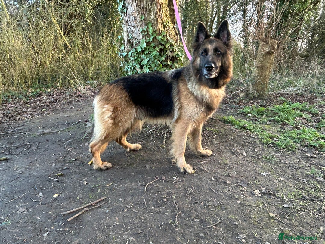 German Shepherd dogs for sale: Pure German shepherd bitch  - Image 2