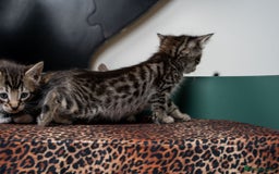Bengal cats for sale: Gorgeous kittens, Wild-Patterned, Stunning Looks - Image 15