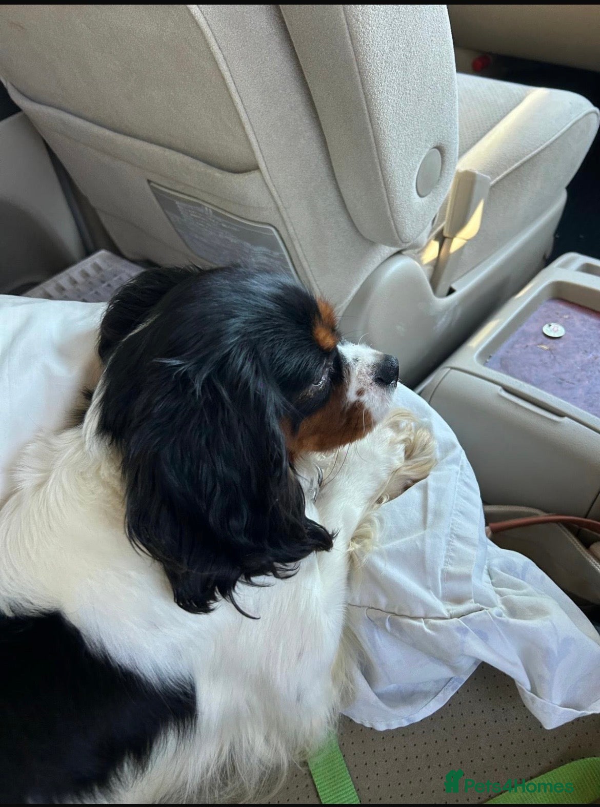 Cavalier King Charles Spaniel dogs Cavalier King Charles spaniel female. Tri colour  - Advert 1