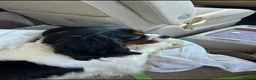 Cavalier King Charles Spaniel dogs for sale: Cavalier King Charles spaniel female. Tri colour  in Southampton - Advert 1