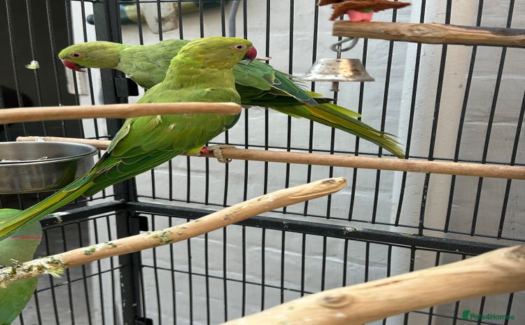 Ringnecks birds - Advert 1