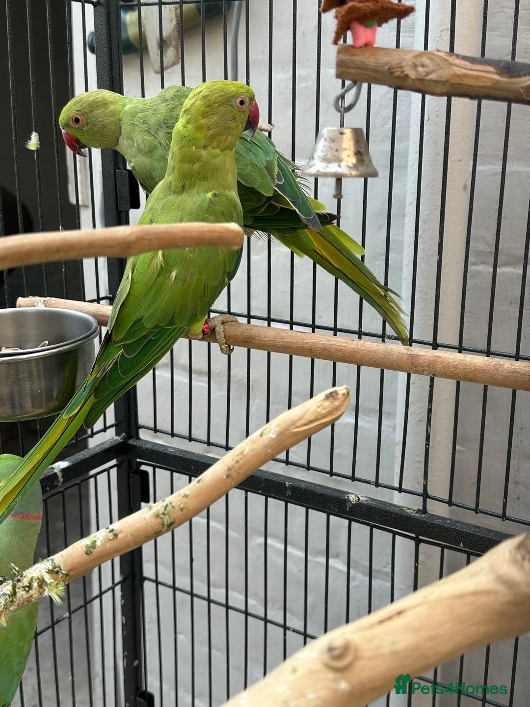 Ringnecks birds for sale: Bonded pair of Indian ringneck  - Image 1