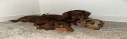 Dachshund dogs for sale: Dachshunds puppies - Advert 5