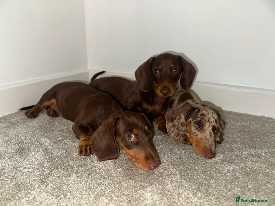 Dachshund dogs for sale: Dachshunds puppies - Advert 5
