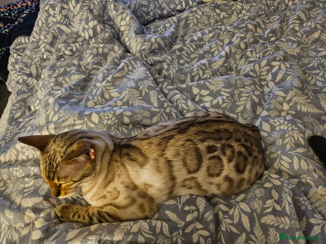 Bengal cats for sale: Snow bengal female TICA registered  - Advert 4