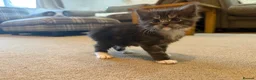 Maine Coon cats for sale: Stunning Maine Coon Cross Kittens – Ready Soon 🐾  - Advert 5