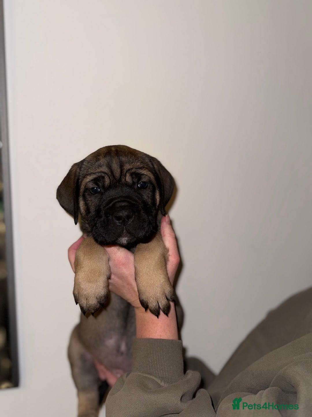 Cane Corso dogs for sale: Cane Corso puppies family reared no expense spared - Advert 2