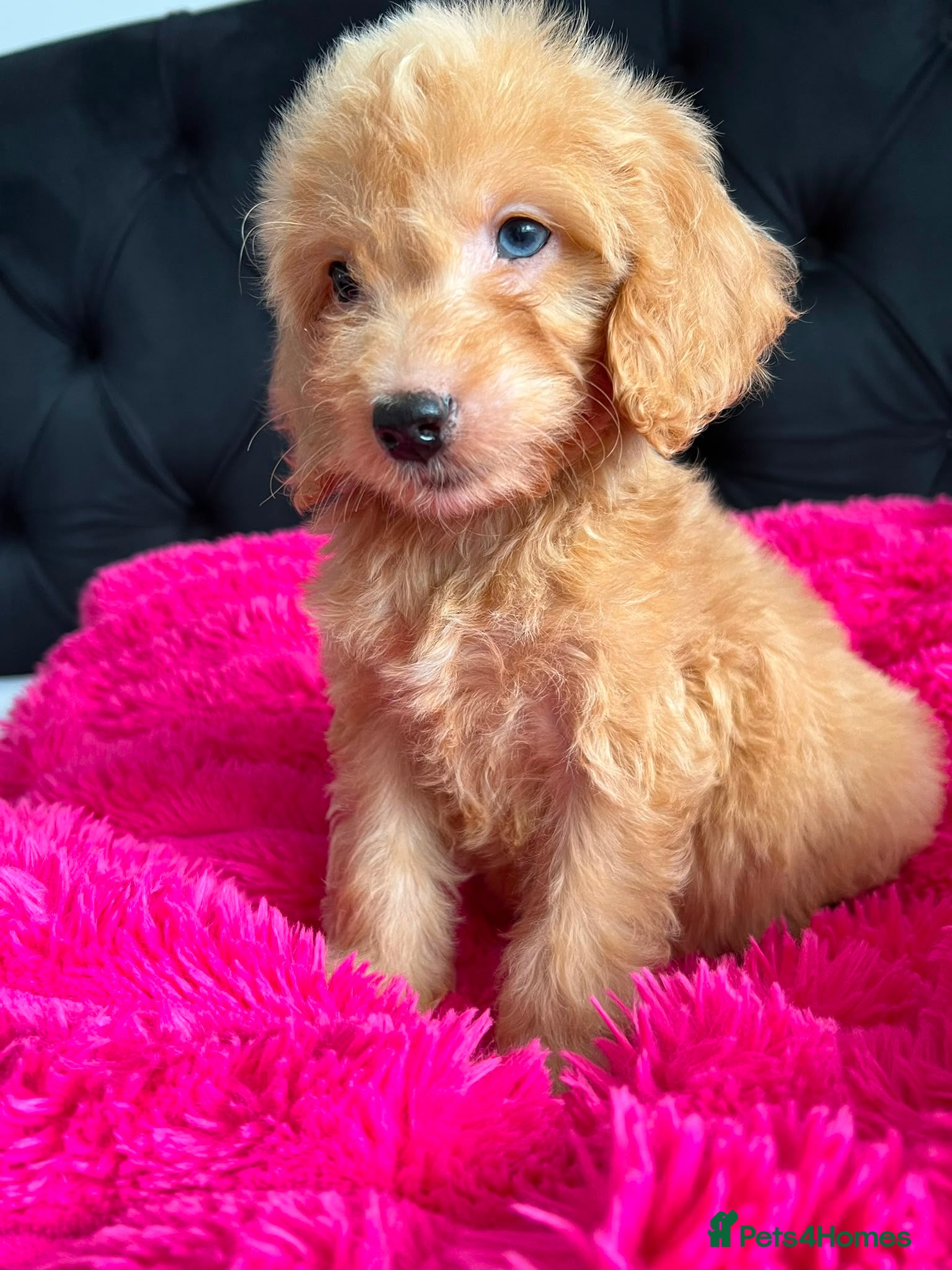 Cockapoo dogs Cockerpoo Puppies  - Advert 4