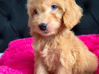 Cockapoo dogs Cockerpoo Puppies - Advert 4