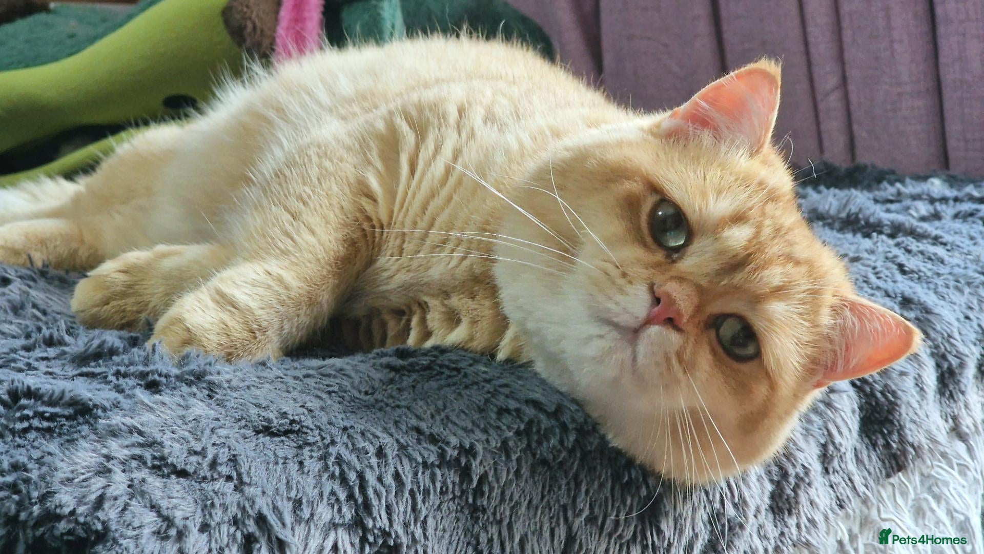 British Shorthair cats for stud: BSH registed proven stud - Advert 2