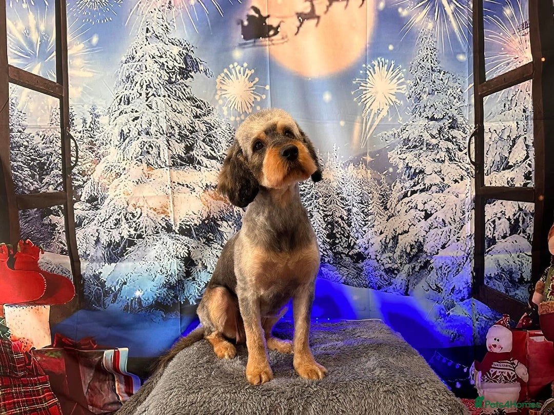 Cockapoo dogs for sale: Cockapoos Ready for New Homes 22nd December - Advert 11