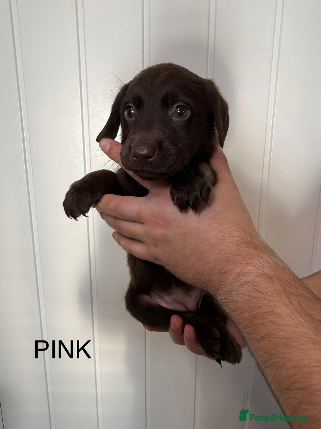 Labrador Retriever dogs for sale: Chunky chocolate labradors  - Image 14