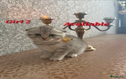 Scottish Fold cats for sale: 2 Adorable Scottish fold kittens left  - Advert 22