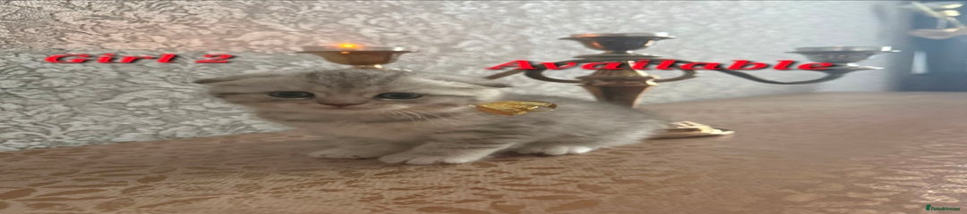 Scottish Fold Kitten 2