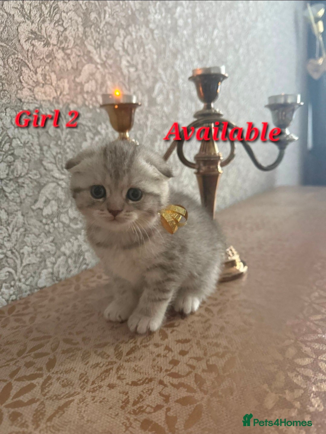 Scottish Fold cats for sale: 2 Adorable Scottish fold kittens left  - Advert 22
