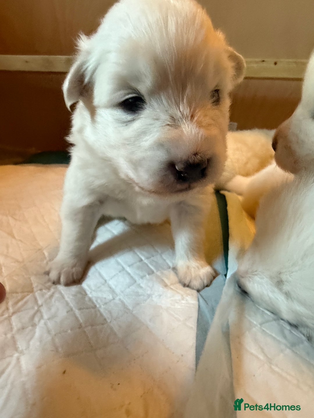 Samoyed dogs for sale: Gorgeous Samoyed Puppies  - Image 28