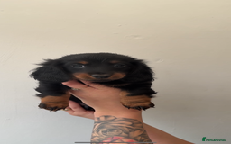 Miniature Dachshund dogs for sale: Longhaired miniature dachshunds 🫶🏻 - Image 5