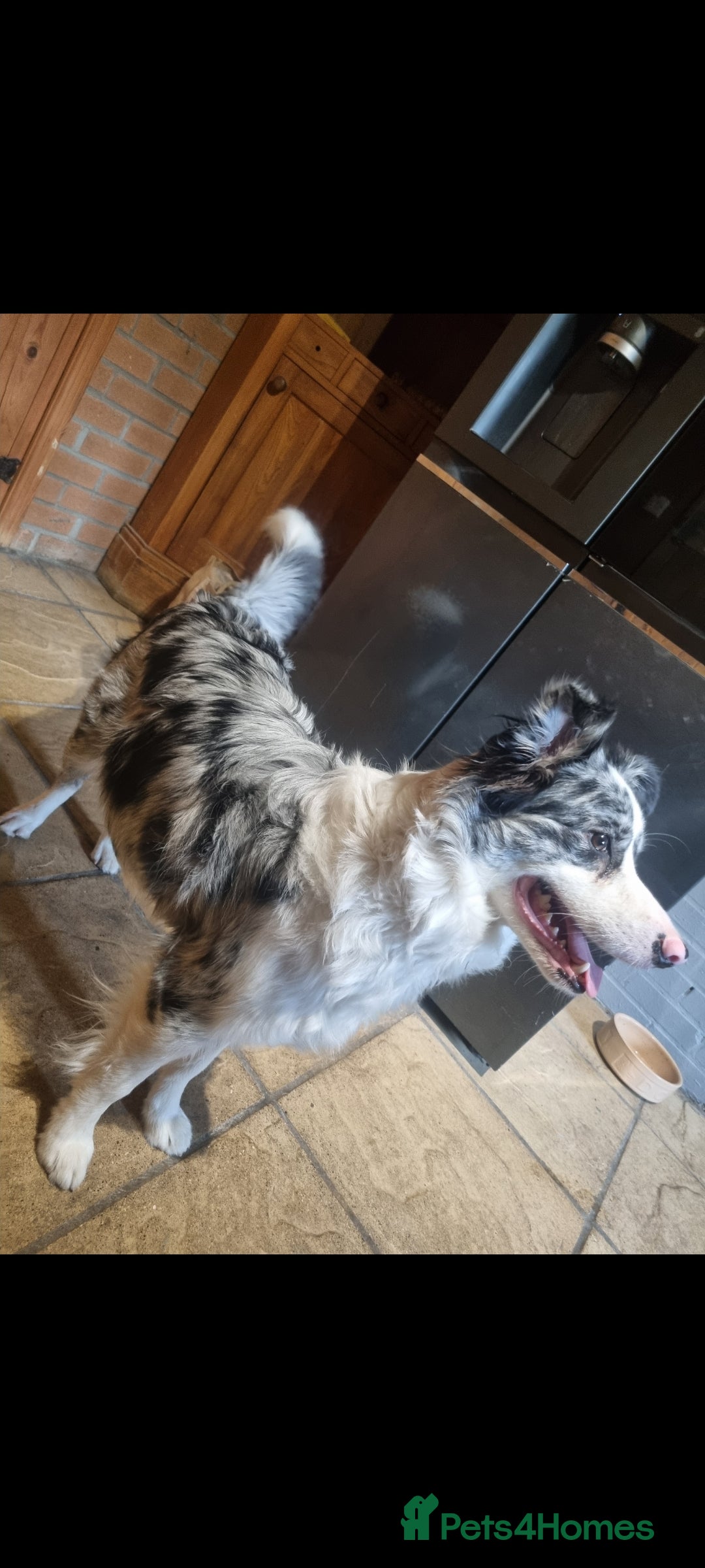 Border Collie dogs for sale: Border collie puppies with KC registered parents - Image 4