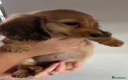 Miniature Dachshund dogs for sale:  Ready to leave - Long Haired Miniature Dachshund  - Image 9
