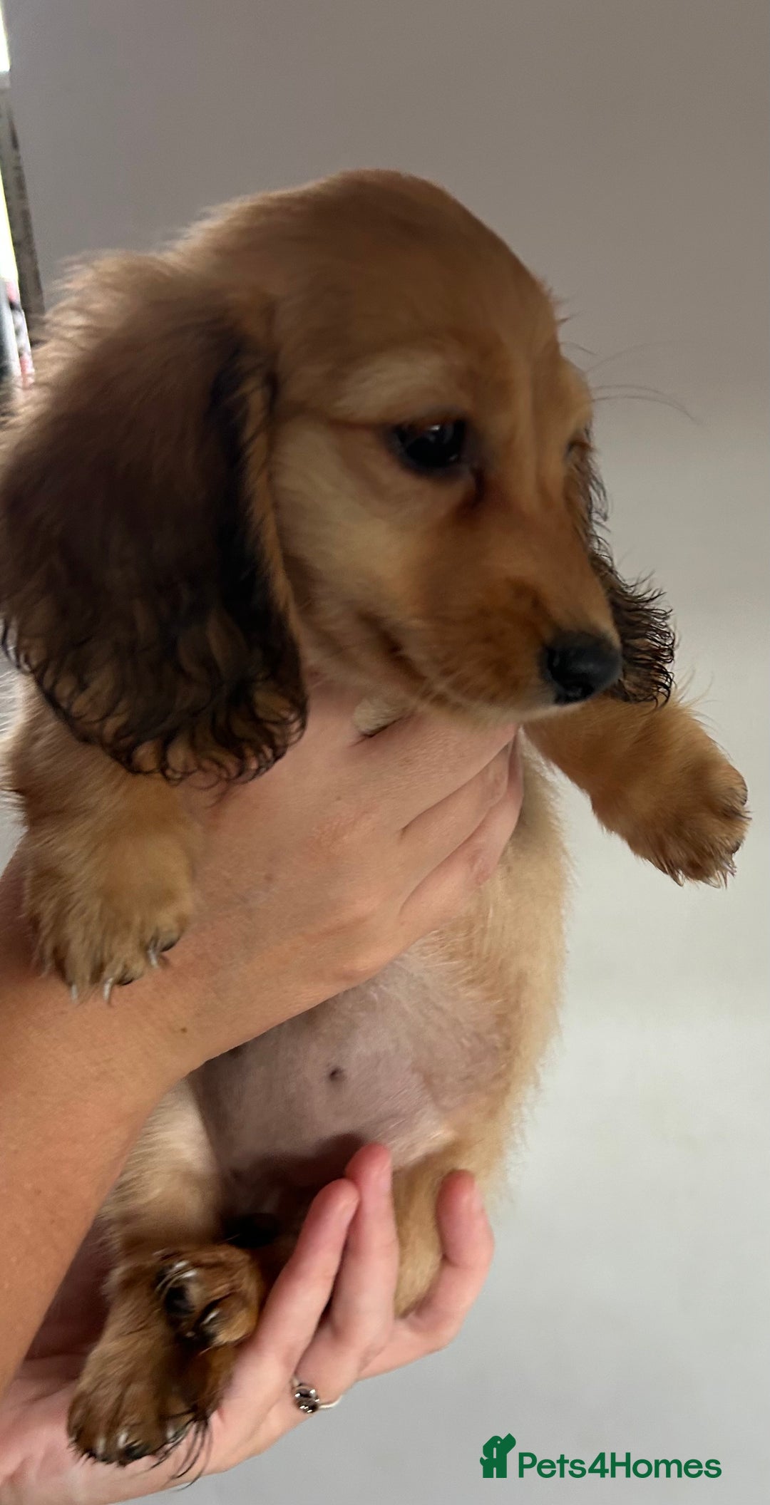 Miniature Dachshund dogs for sale:  Ready to leave - Long Haired Miniature Dachshund  - Image 9