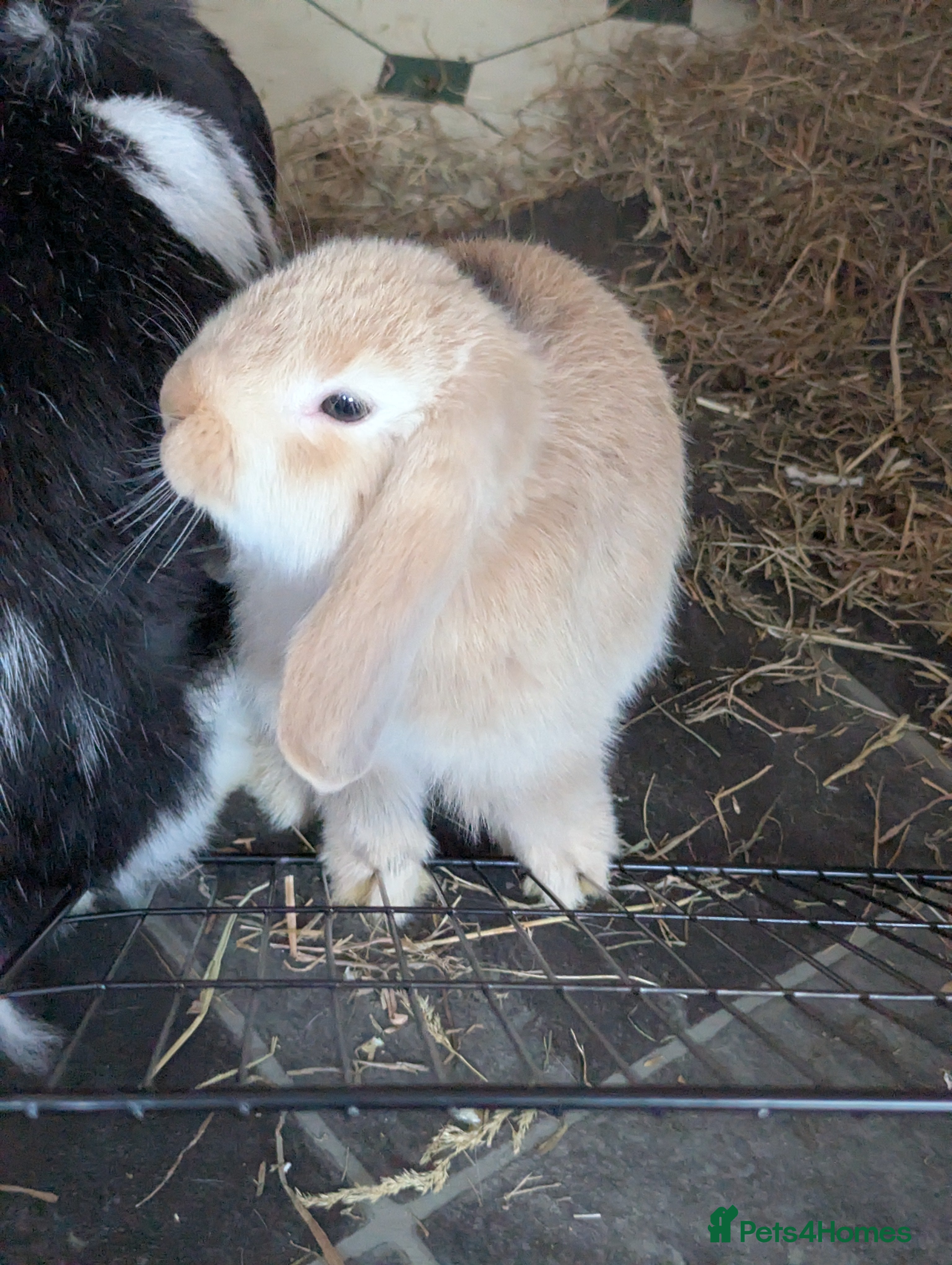 Mini Lop rabbits Mini Lop babies for sale £40 each - Advert 19