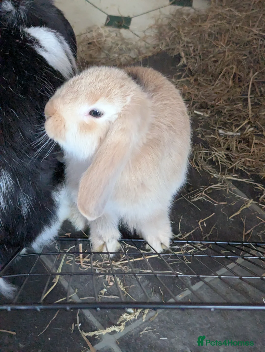 Mini Lop rabbits for sale: Mini Lop babies for sale £40 each - Advert 1