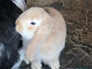 Mini Lop rabbits Mini Lop babies for sale £40 each - Advert 19