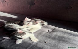 Mixed Breed cats for sale: Black and white kittens  - Image 10