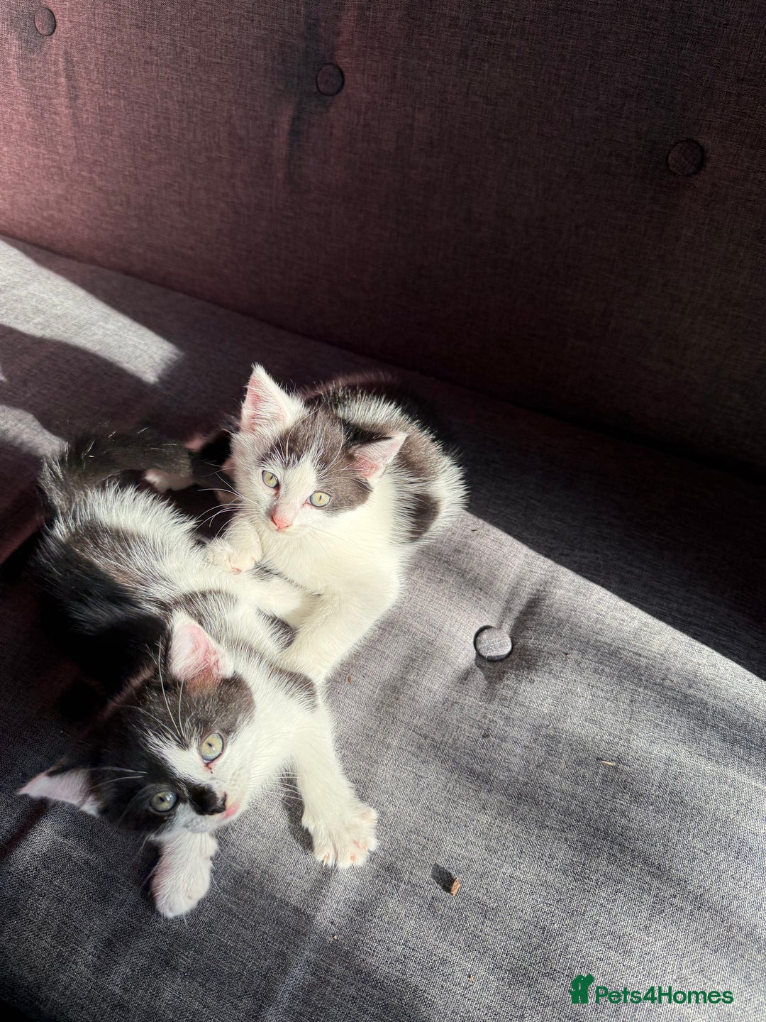 Mixed Breed cats for sale: Black and white kittens  - Image 10