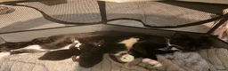 British Shorthair cats for sale: One male & one female kittens - Advert 23