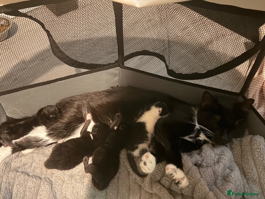 British Shorthair cats for sale: One male & one female kittens - Advert 23