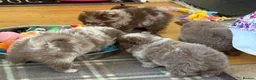 Pomeranian dogs for sale: Only UK Pomeranian Pups All 263 DNA tests clear  in Bishop Auckland - Advert 8