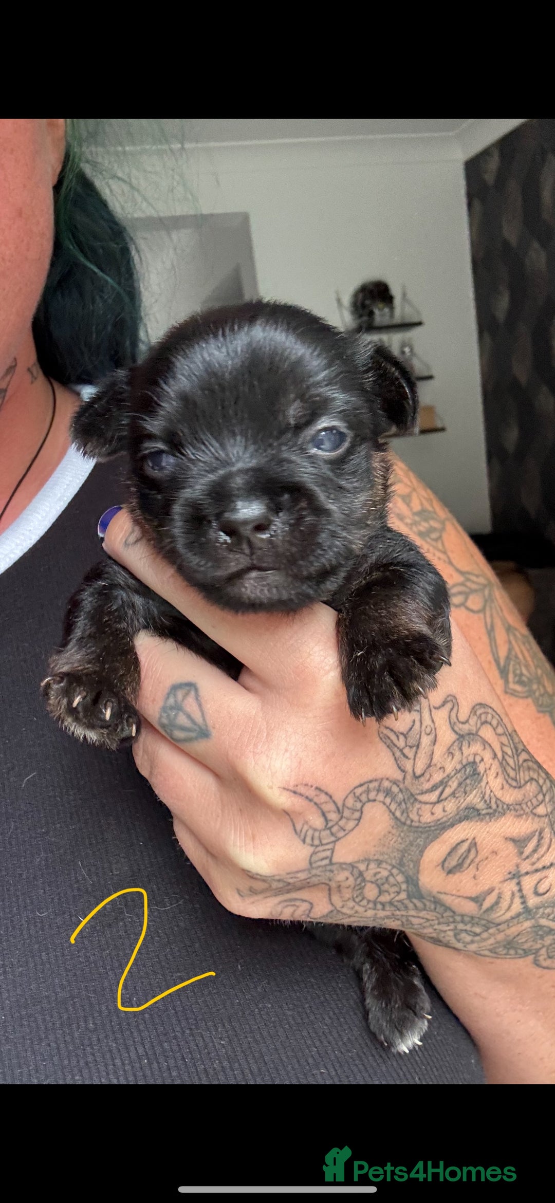 Mixed Breed dogs for sale: French yorkie (frorkie) puppies  - Image 4