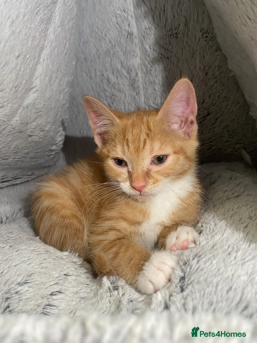 Mixed Breed cats for sale: Adorable Ginger Kittens Ready For Their New Home🏡 - Advert 2