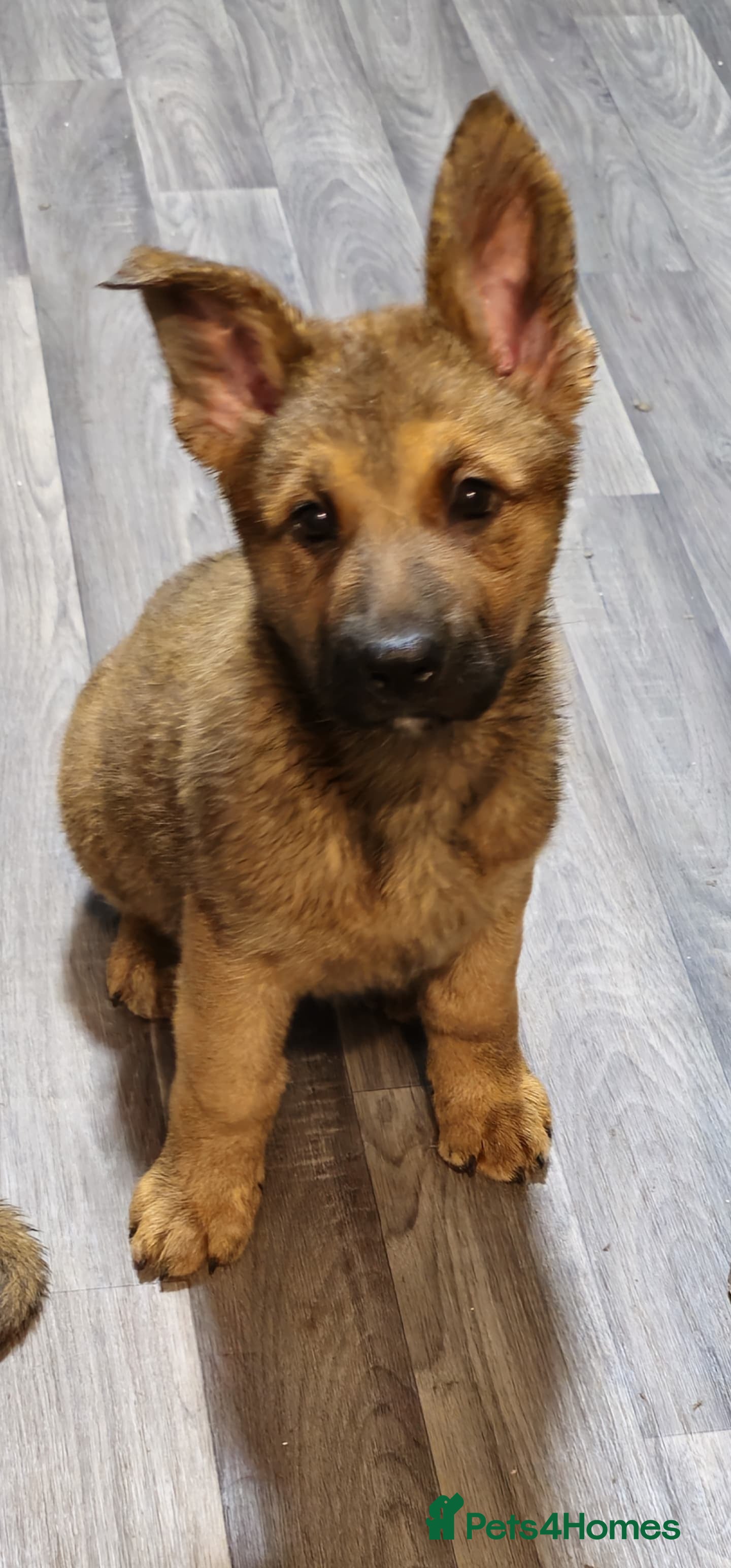 German Shepherd dogs READY TO GO... German Shepherd puppies for sale - Advert 11