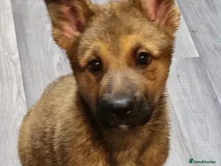 German Shepherd dogs READY TO GO... German Shepherd puppies for sale - Advert 11