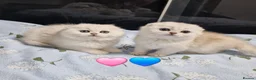 Scottish Fold cats for sale: Last kittens, girl & boy looking for their homes  - Advert 2