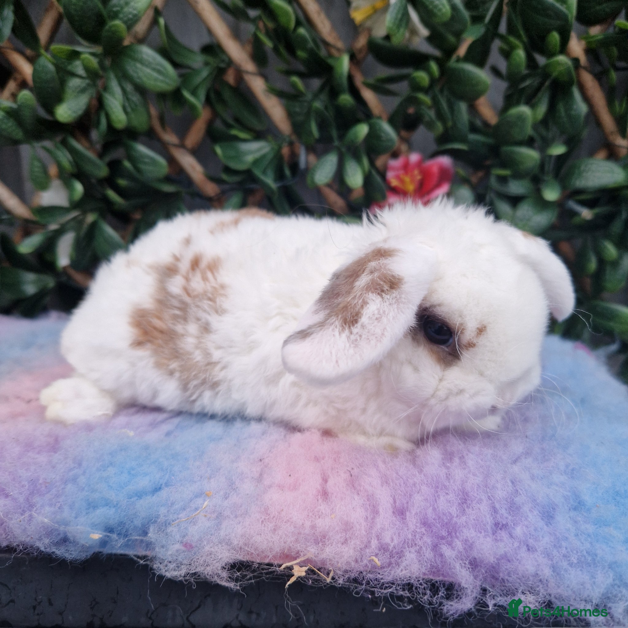 Mini Lop rabbits Baby miniture plush lops (24/4) - Advert 1