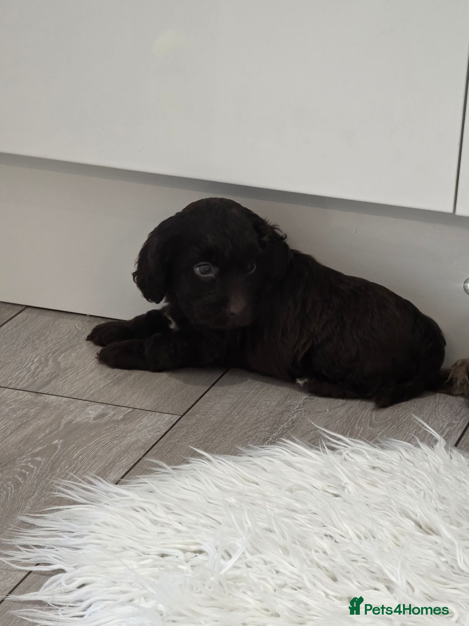 Cockapoo dogs Stunning extensively health tested cockapoos  - Advert 2