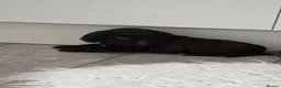 Cockapoo dogs for sale: Stunning extensively health tested cockapoos  - Advert 4